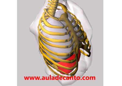 RESPIRACIÓN 2